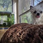 TLC Veterinary Clinic