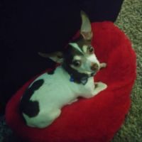 Eye Clinic For Animals ico