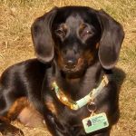Evergreen Veterinary Hospital