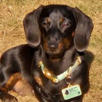 Evergreen Veterinary Hospital ico