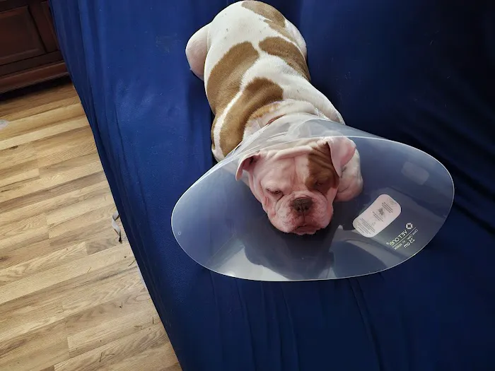 Capital Pet Urgent Care Picture 7