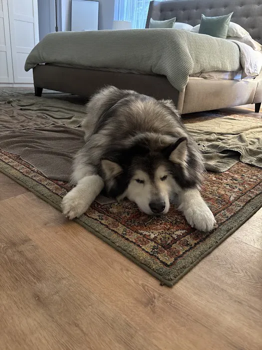 Capital Pet Urgent Care Picture 3