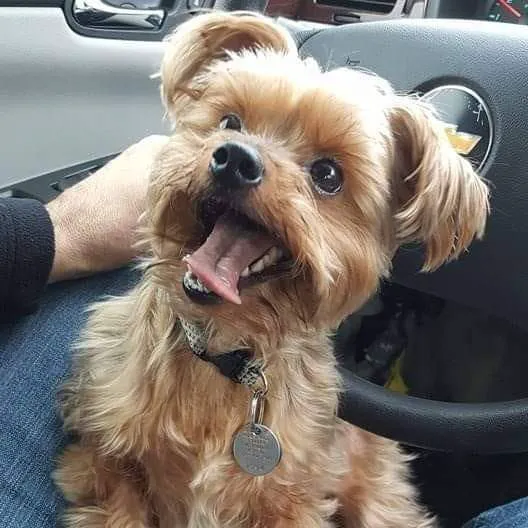 Capital Pet Urgent Care Picture 2
