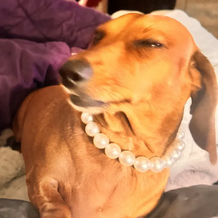 Capital Pet Urgent Care Picture 4