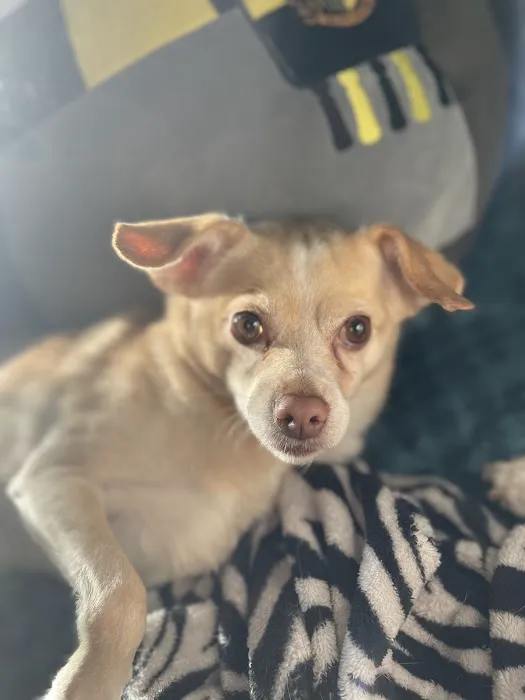 Capital Pet Urgent Care Picture 1