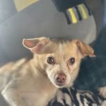 Capital Pet Urgent Care