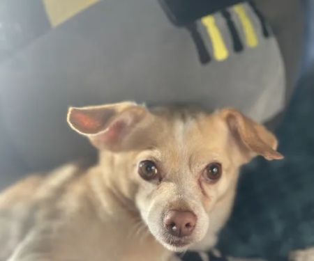 Capital Pet Urgent Care