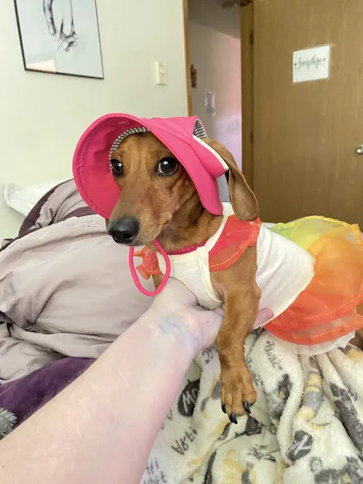 Capital Pet Urgent Care Picture 8