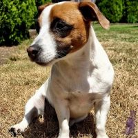 Olympia Veterinary Hospital ico