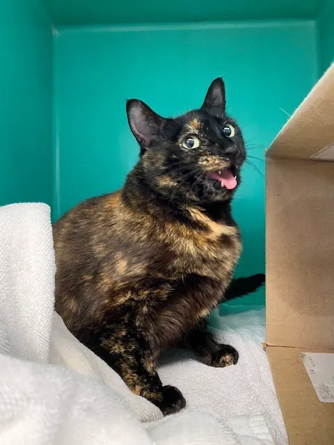 Olympia Veterinary Hospital Picture 5