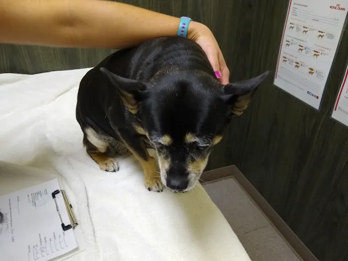 Olympia Veterinary Hospital Picture 3