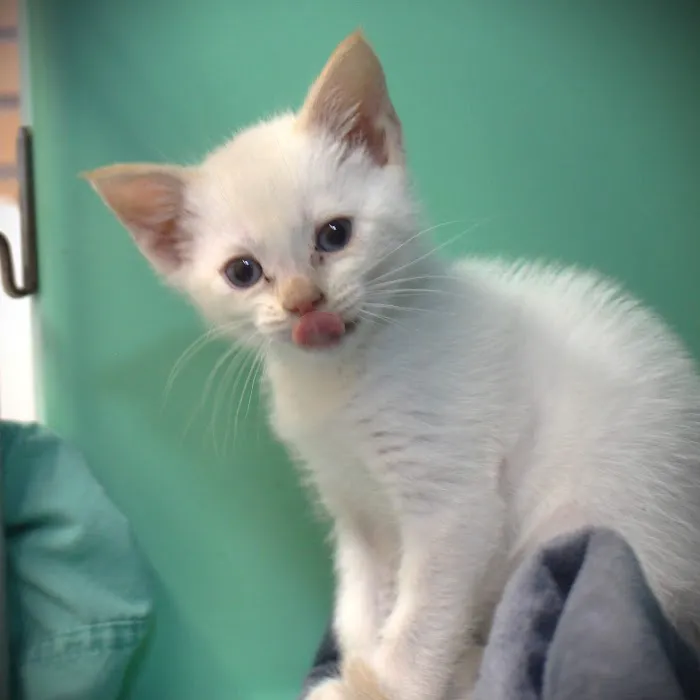 Olympia Veterinary Hospital Picture 8