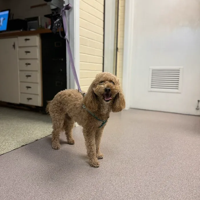 Olympia Veterinary Hospital Picture 10