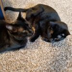 Banfield Pet Hospital