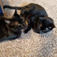 Banfield Pet Hospital ico