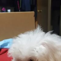 Boulevard Animal Clinic ico
