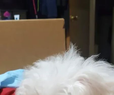 Boulevard Animal Clinic