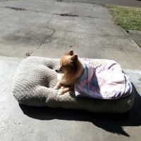BluePearl Pet Hospital Olympia ico