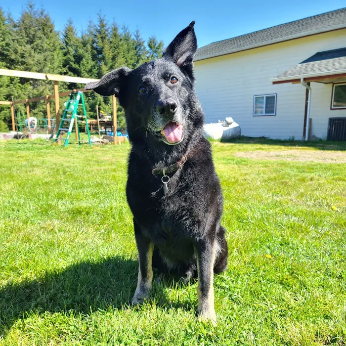 BluePearl Pet Hospital Olympia Picture 4