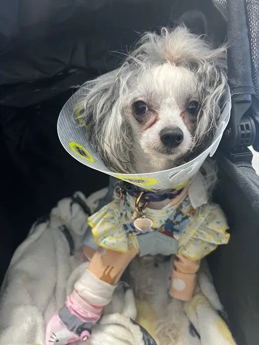 BluePearl Pet Hospital Olympia Picture 8