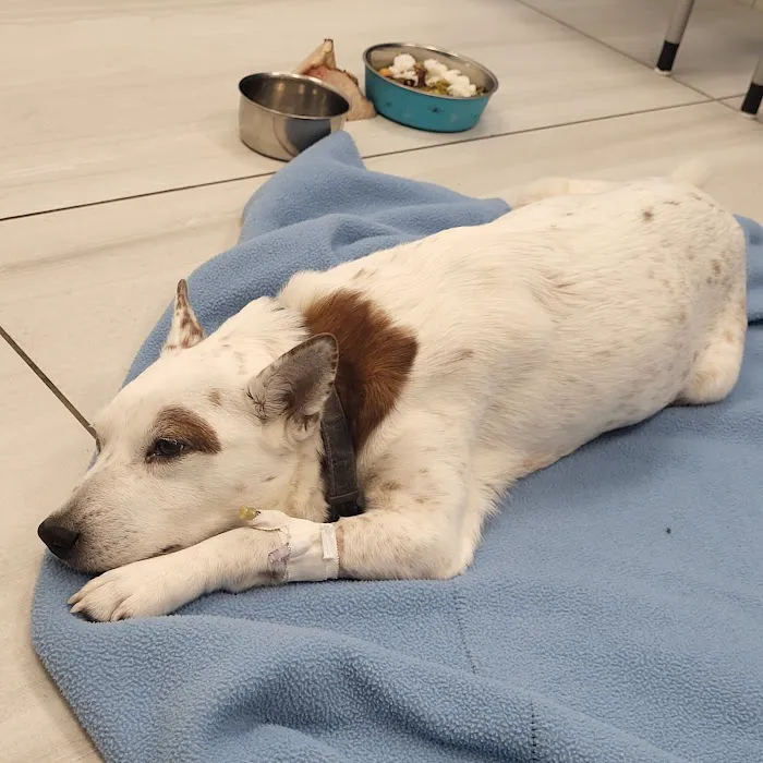 BluePearl Pet Hospital Olympia Picture 6