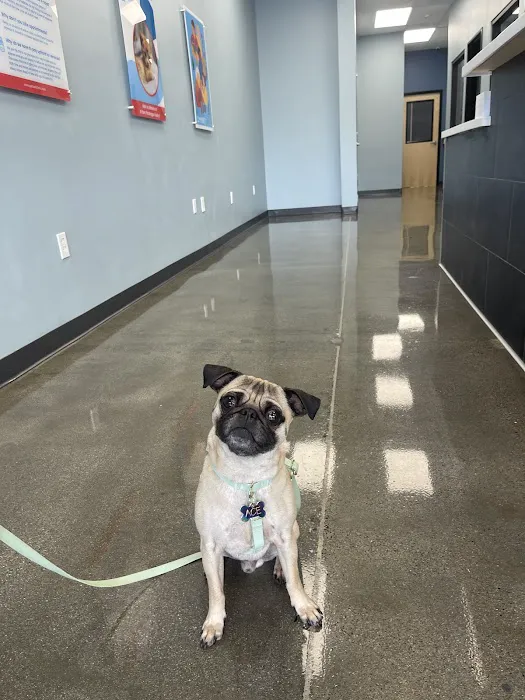 PetWellClinic - Lake Forest Picture 6