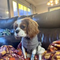 Healing Hearts Emergency Animal Hospital ico