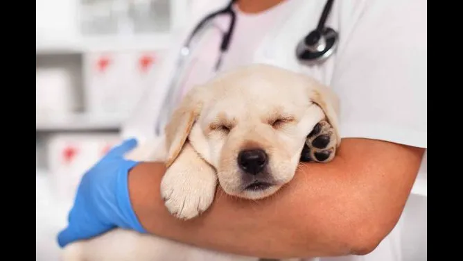 Healing Hearts Emergency Animal Hospital Picture 10