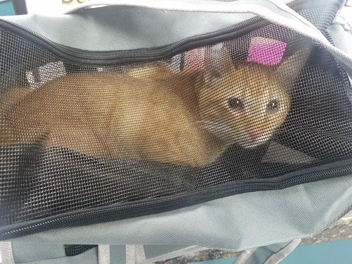 Simply Spay and Neuter of Orange County Picture 4
