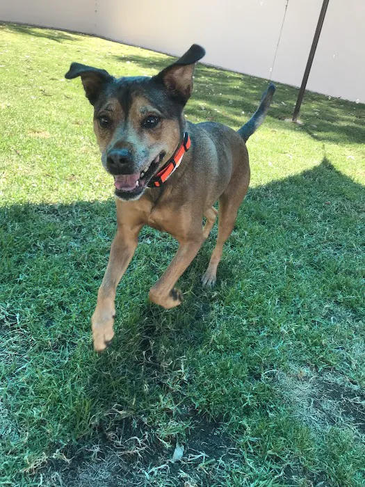 VCA Arroyo Animal Hospital Picture 4