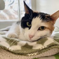 VCA Arroyo Animal Hospital ico