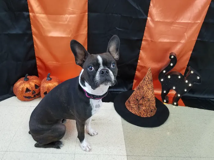 VCA Arroyo Animal Hospital Picture 3