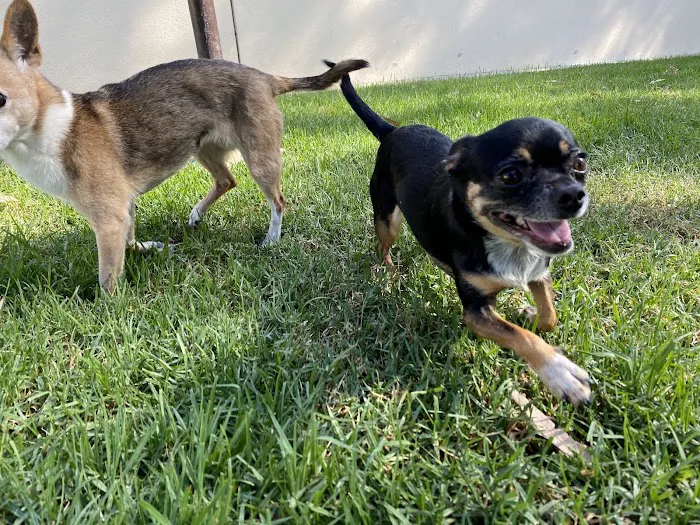 VCA Arroyo Animal Hospital Picture 5