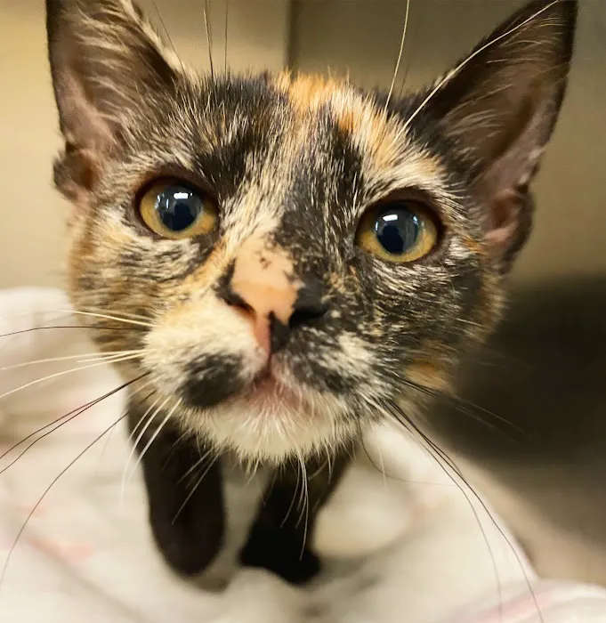 VCA Arroyo Animal Hospital Picture 6
