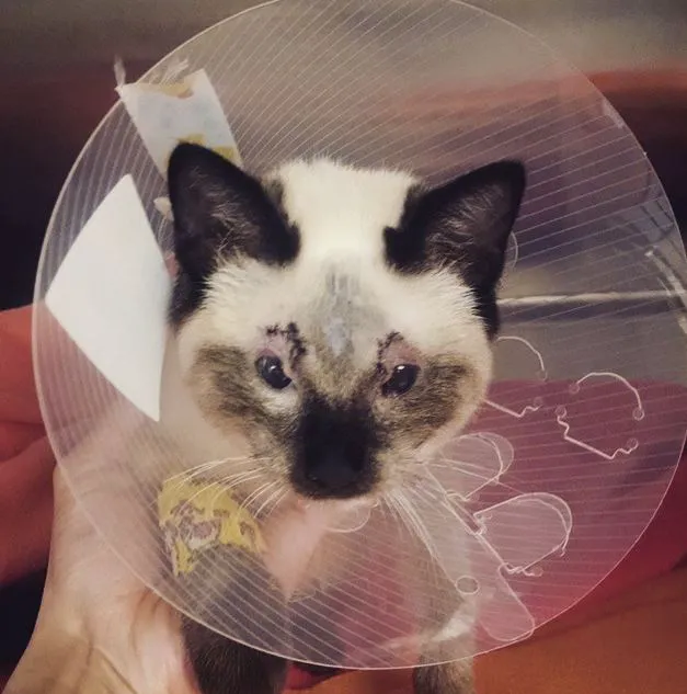 South Orange County Animal Hospital Picture 9