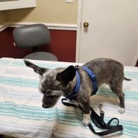 El Toro Animal Hospital ico