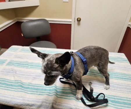 El Toro Animal Hospital