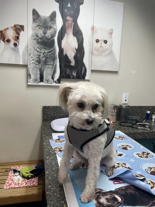 El Toro Animal Hospital Picture 3