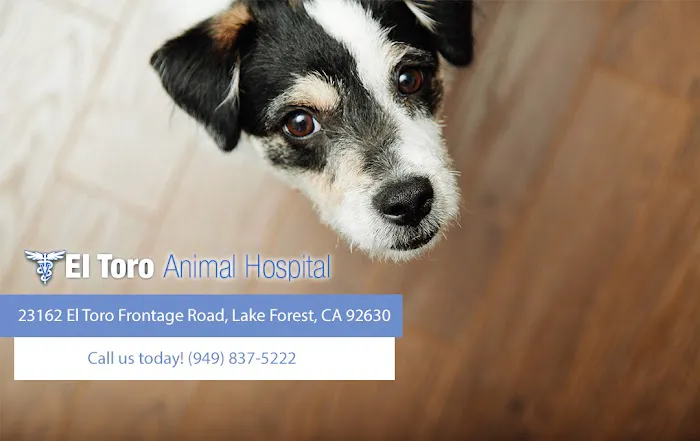 El Toro Animal Hospital Picture 10