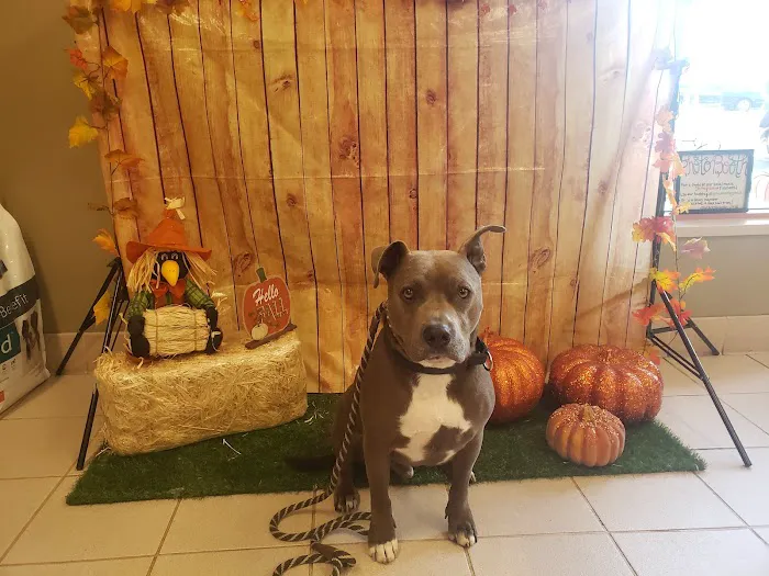 VCA Laguna Niguel Animal Hospital Picture 2