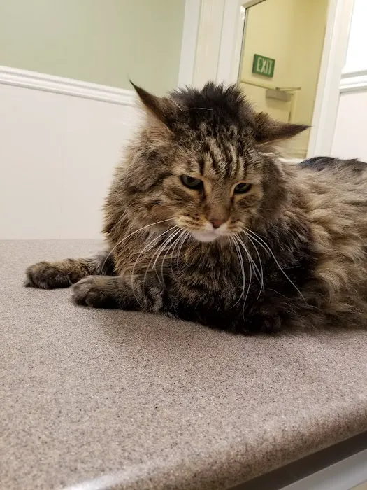 VCA Laguna Niguel Animal Hospital Picture 3