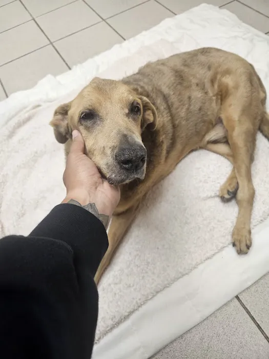 VCA Laguna Niguel Animal Hospital Picture 9