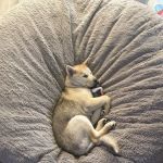 Rise Pet Health Emergency & Specialty Hospital