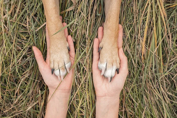 Rise Pet Health Emergency & Specialty Hospital Picture 2