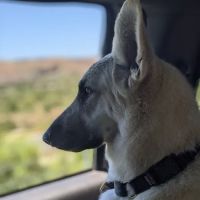 Monarch Veterinary Hospital ico