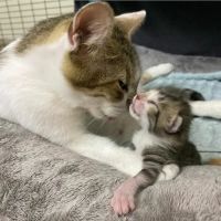 Mission Hills Pet Care Center ico