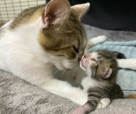 Mission Hills Pet Care Center
