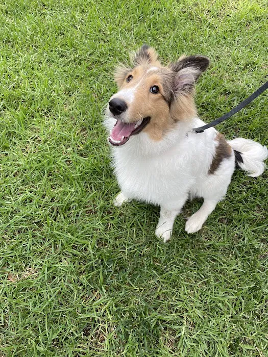 Mission Hills Pet Care Center Picture 5