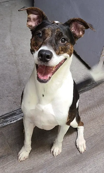 Mission Hills Pet Care Center Picture 10