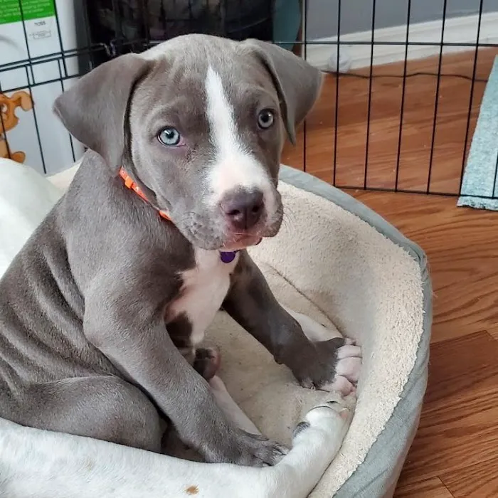 Mission Park Pet Hospital Picture 7